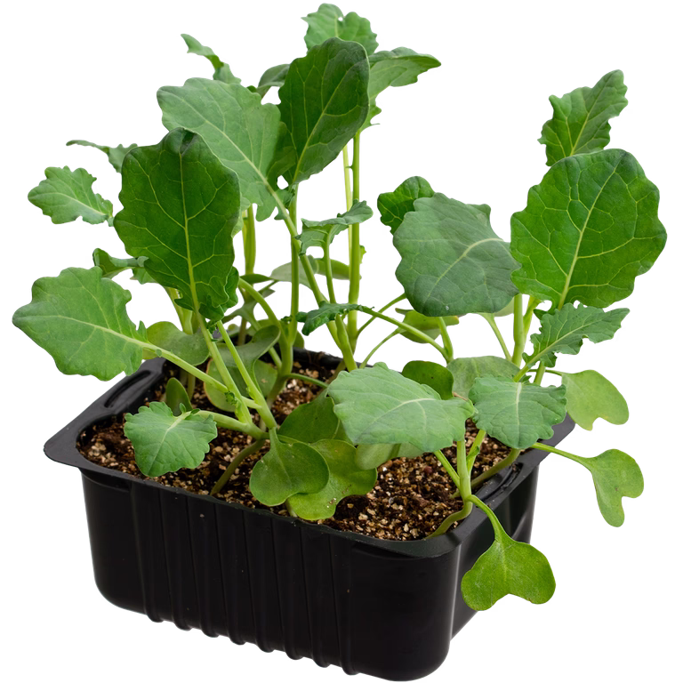 Cauliflower 'Goodman' box 14 cm