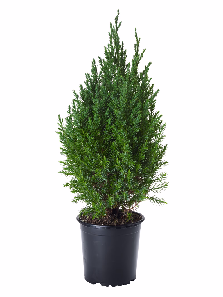 Juniperus chin. 'Stricta' 13 cm