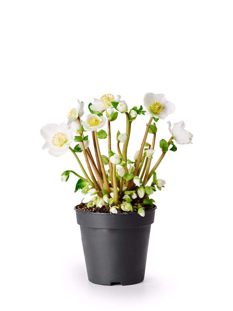 Hvit julerose 'Verboom Beauty'