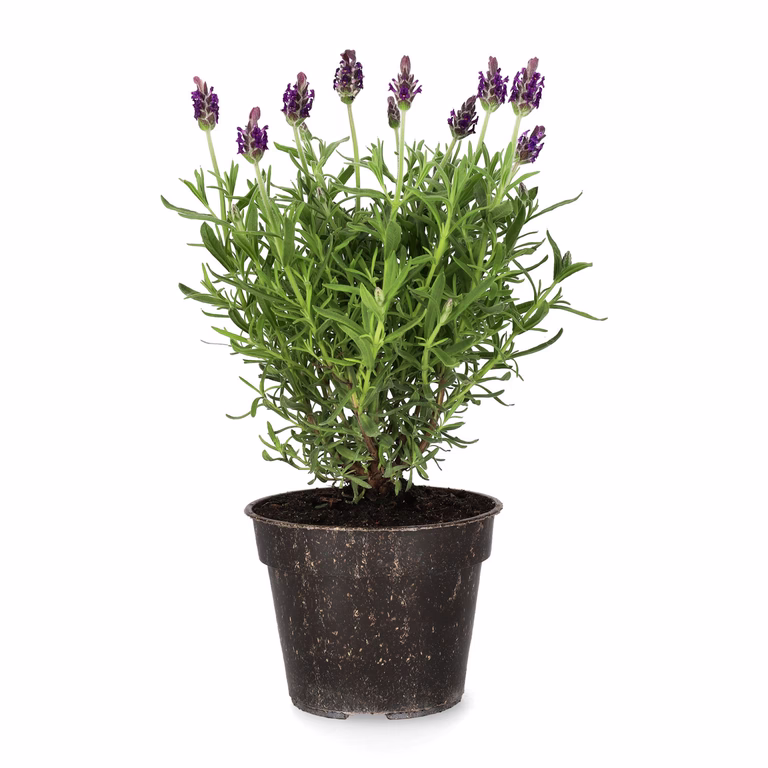 Lavandula stoechas Blue 10,5 cm