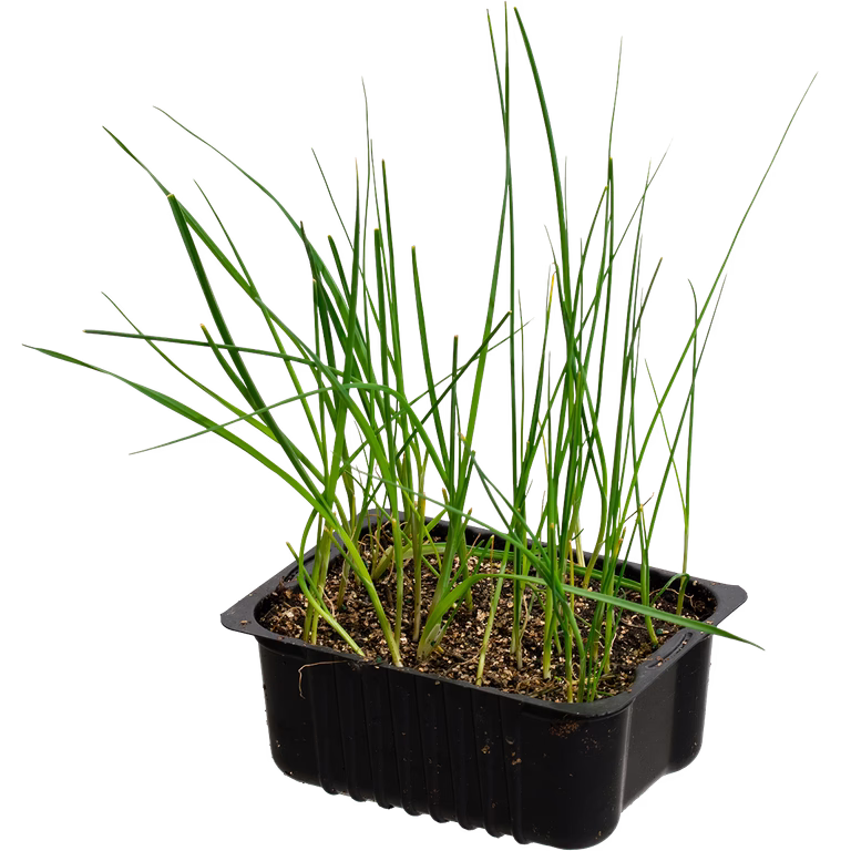 Leek 'Spring' box 14 cm