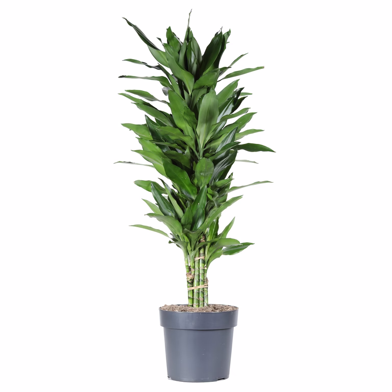Dracaena fragrans 'Janet Lind'