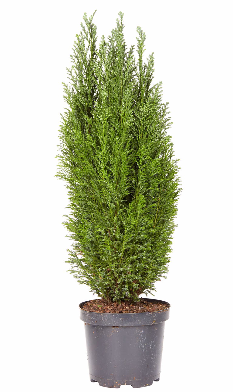 Lawsonsypress 'Ellwoodii'