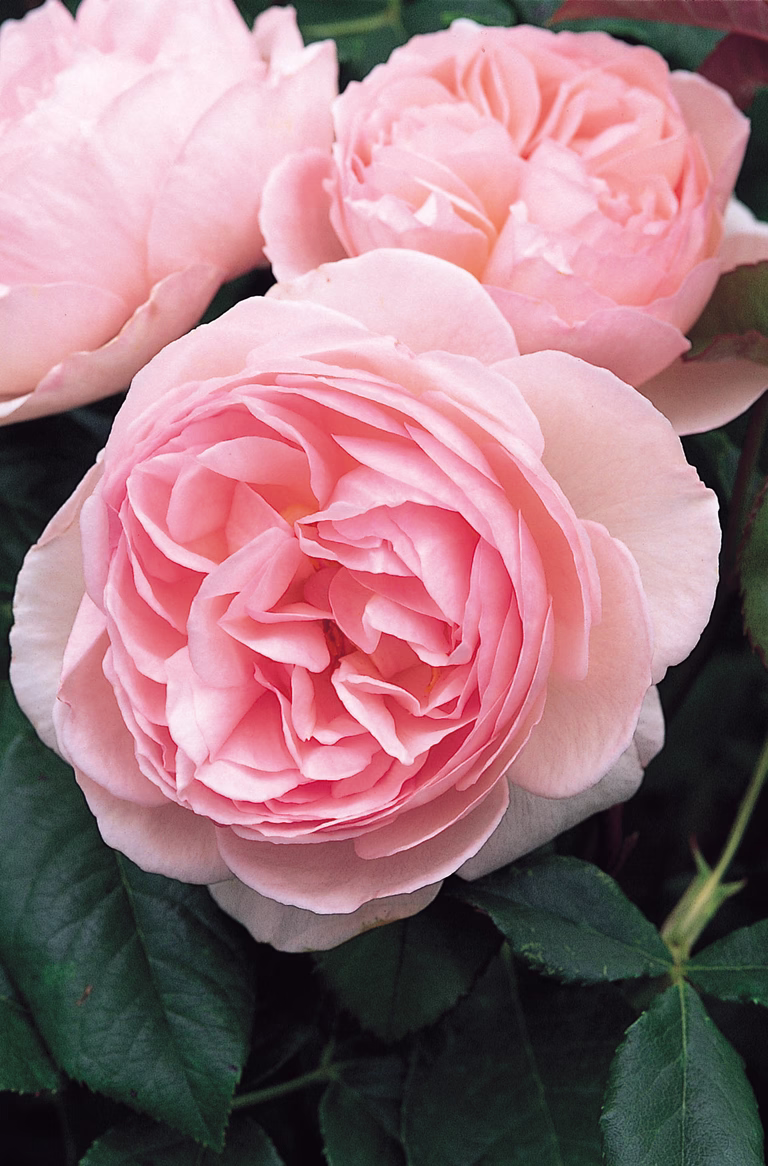 Rosa 'Hurdals Rose' 3L