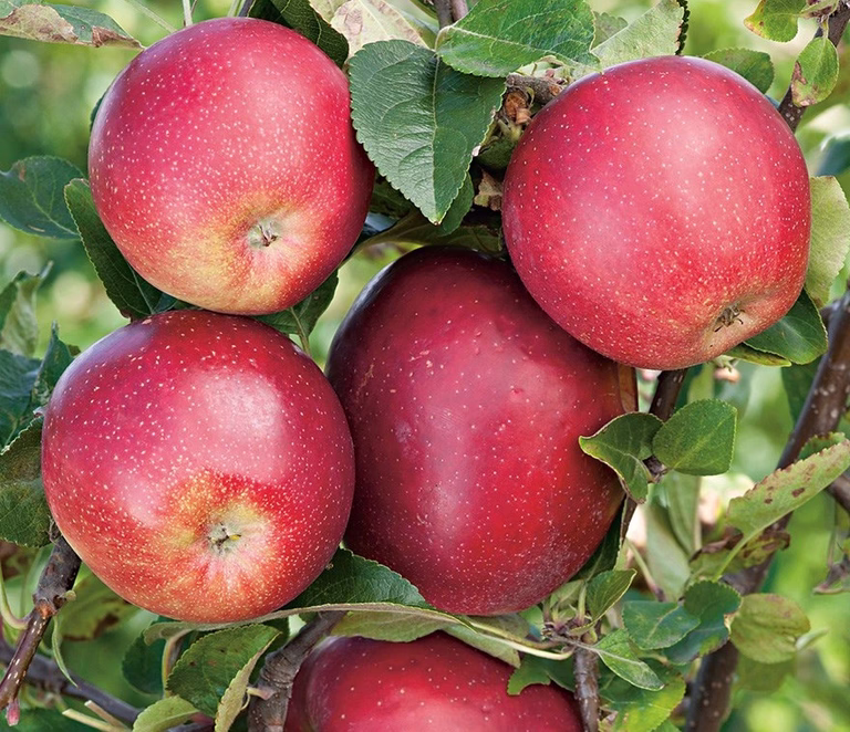 Malus domestica 'Summerred' B9 10L
