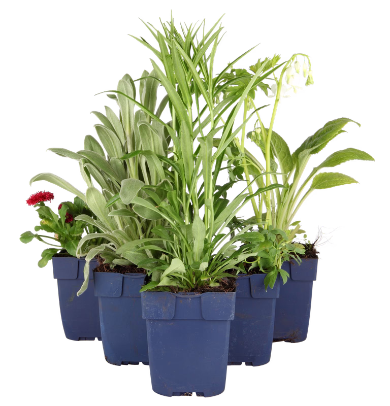 Rosmarinus officinalis