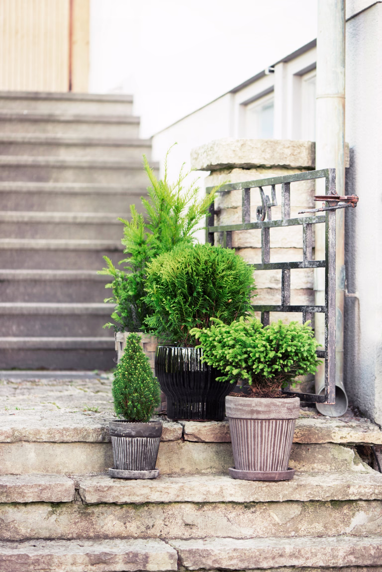 Thuja occidentalis 'Teddy' 15-20cm 17cm