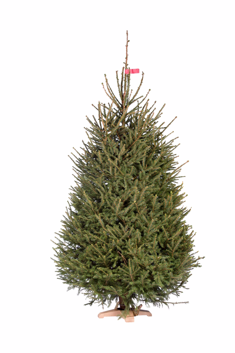 Vanlig gran 220-270cm