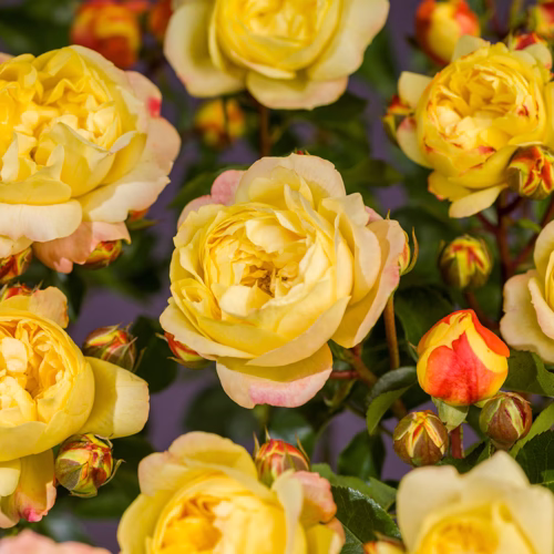 Rosa 'Lampion' 3L