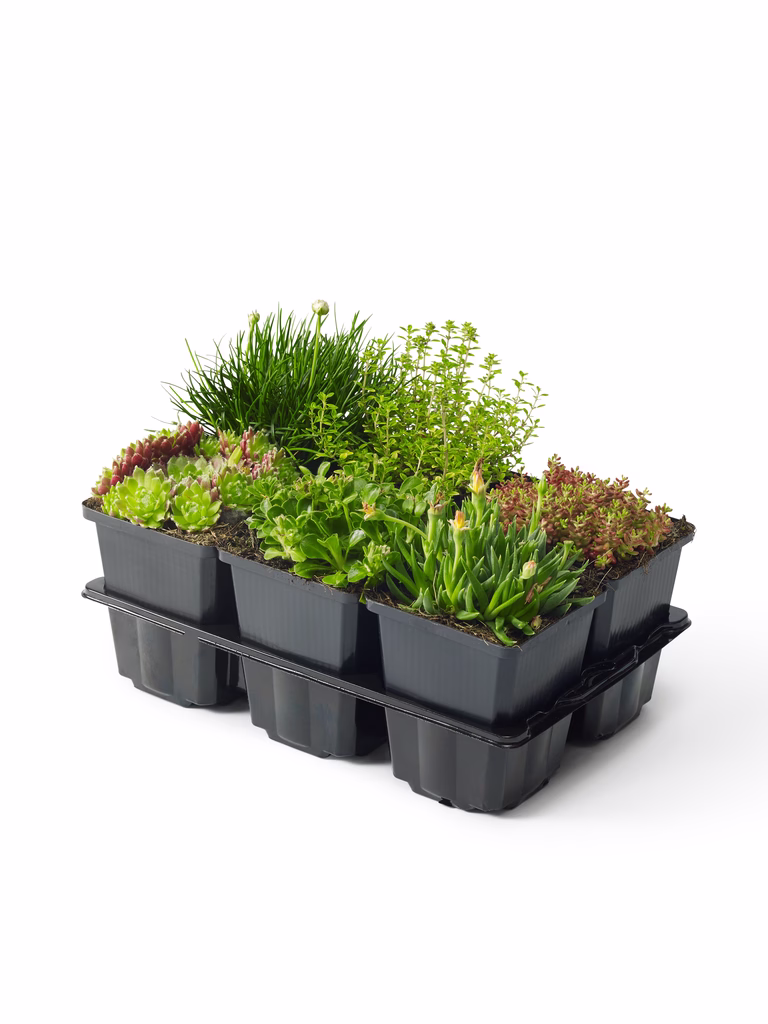 Alpine mix 6-pack