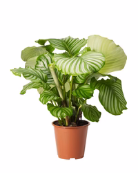 Calathea orbifolia