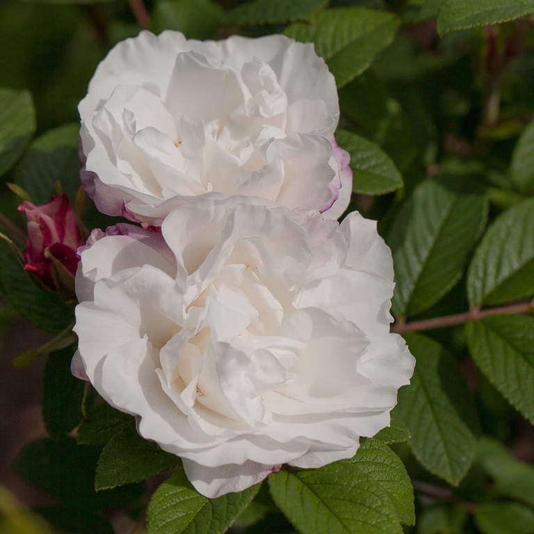 Rosa 'Louise Bugnet' 3L