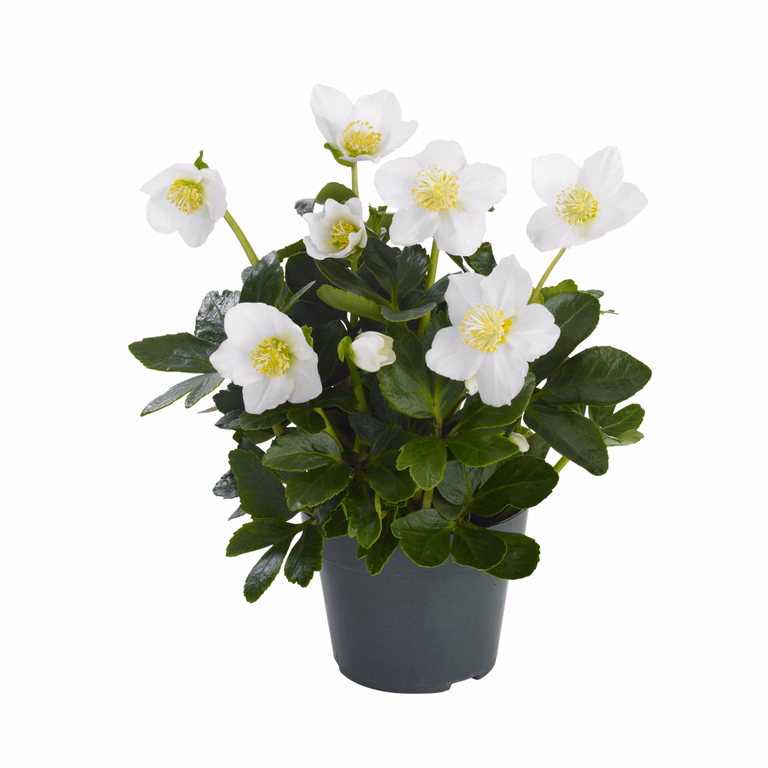 Hvit Julerose G.C. ®