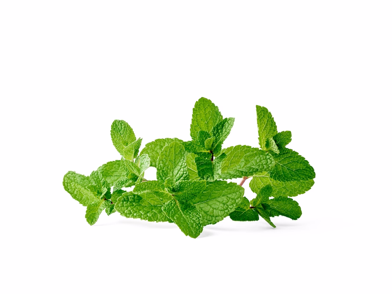 All N. Mentha x villosa 'Moroccan' 12 cm