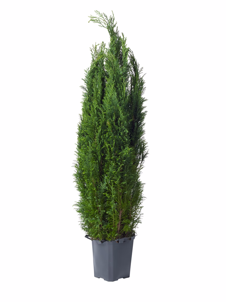 Lawsonsypress  'Ellwoodii'