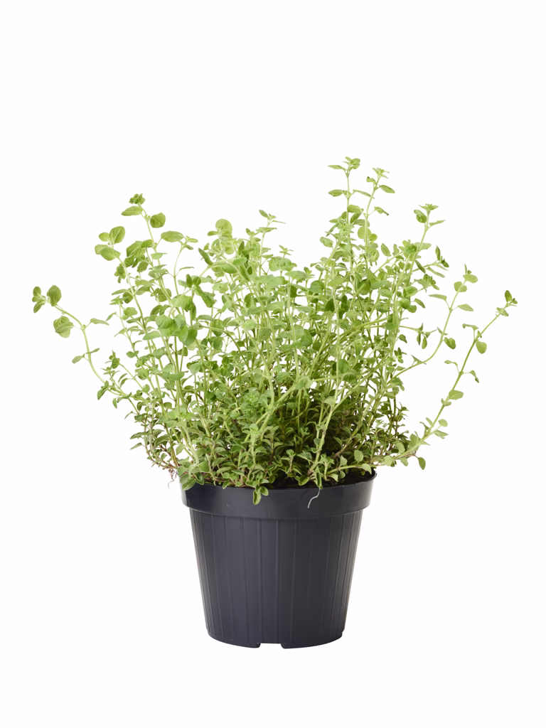Origanum vulgare 17 cm