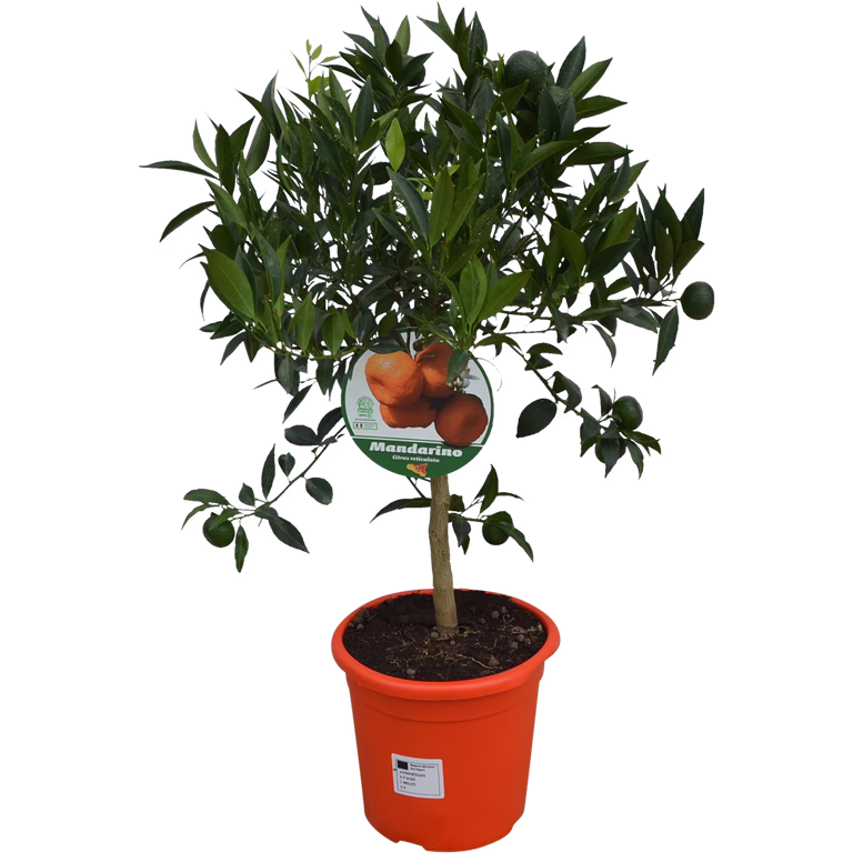 Citrus 'Mandarino' stem 21 cm