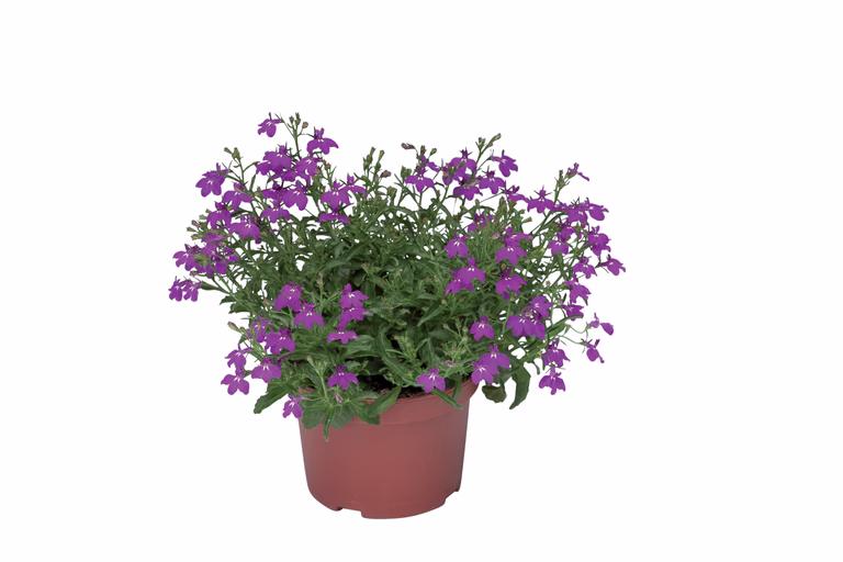 Lobelia h. Purple 12 cm