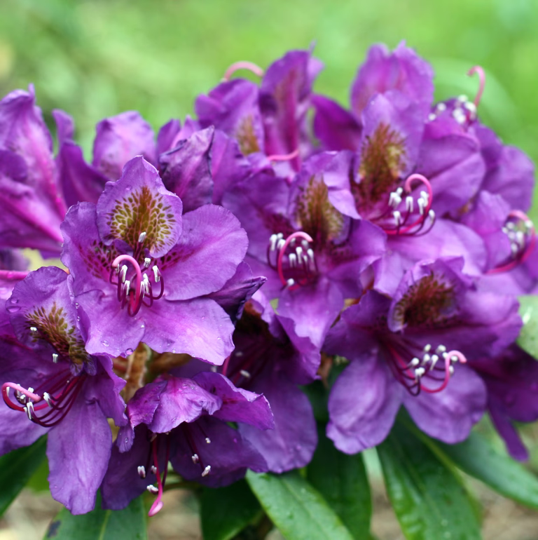 Rhododendron hybr. 'Marcel Menard' 35cm