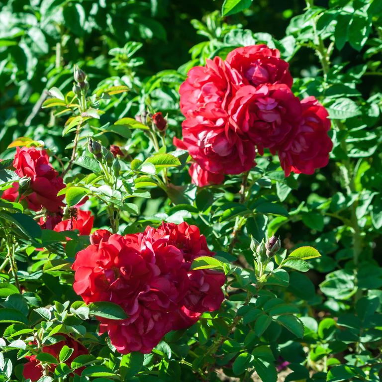 Rosa HANSALAND 3L