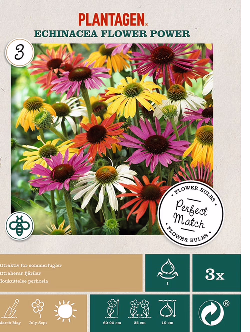 Perfect Match - Echinacea Flower Power