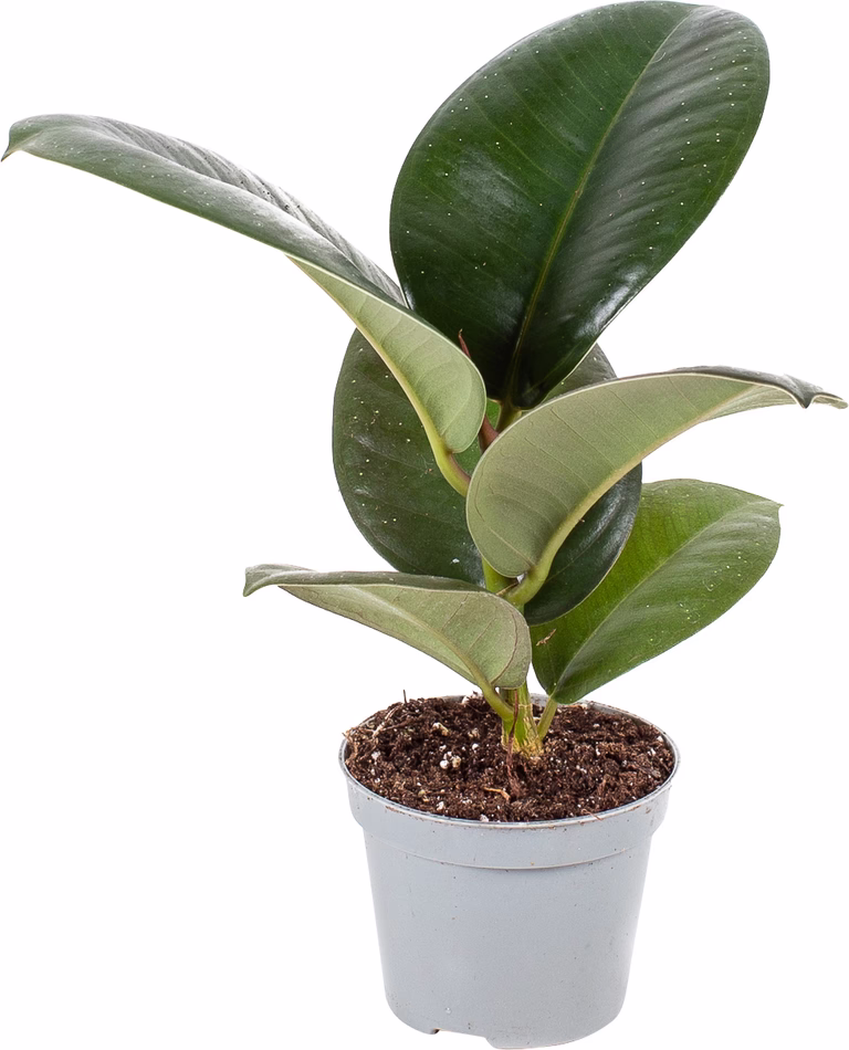 Grønnplanter mini
