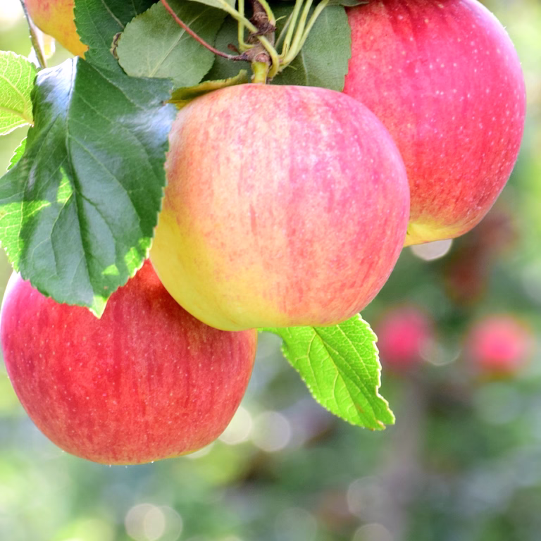 Malus domestica Eplefamilietre 2 sorter 10L