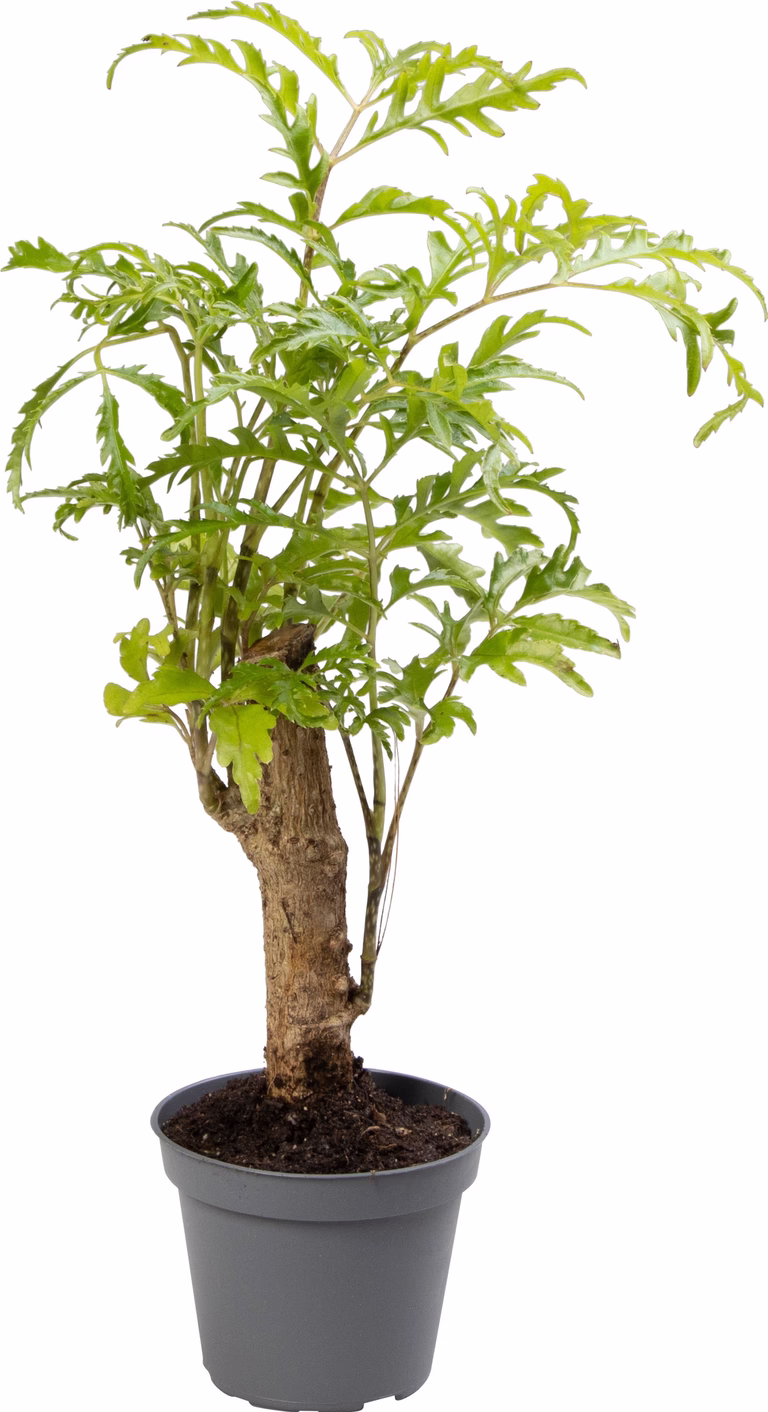 Polyscias Filicifolia