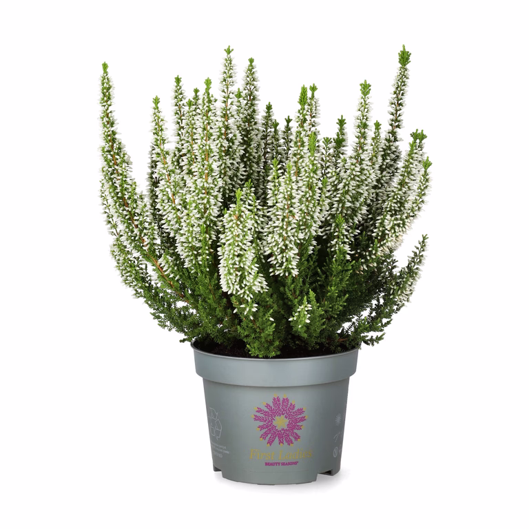 Røsslyng BEAUTY LADIES 'First Lady'