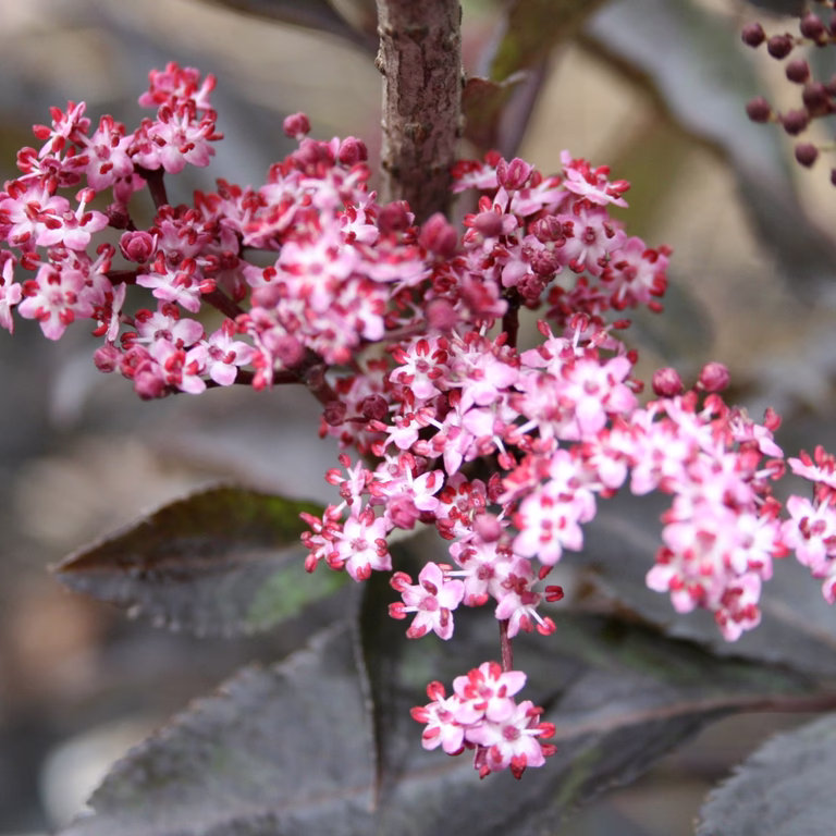 Sambucus nigra BLACK BEAUTY C15 XXL