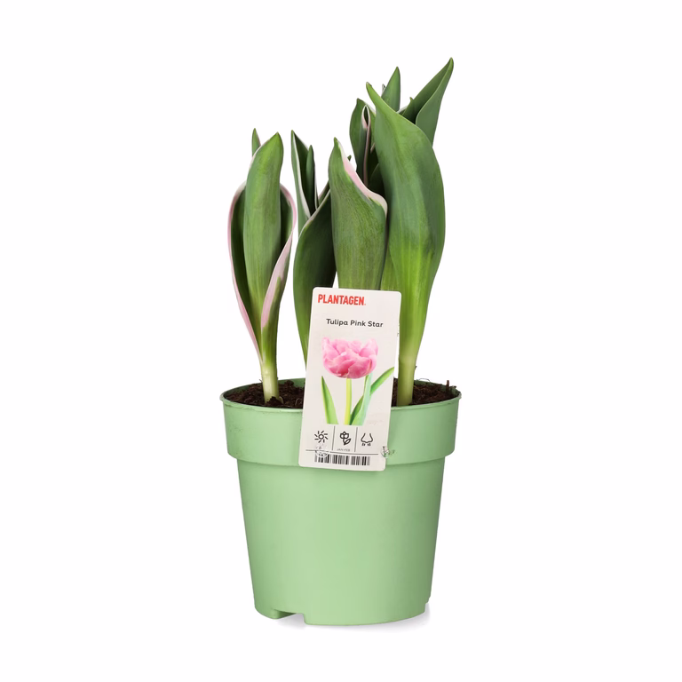 Tulipa 'Pink Star' 12 cm