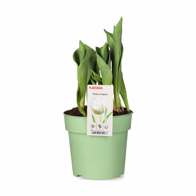 Tulipan 'Calgary'