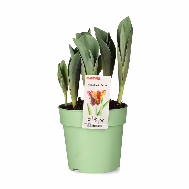 Tulipa 'Rasta Parrot' 12 cm
