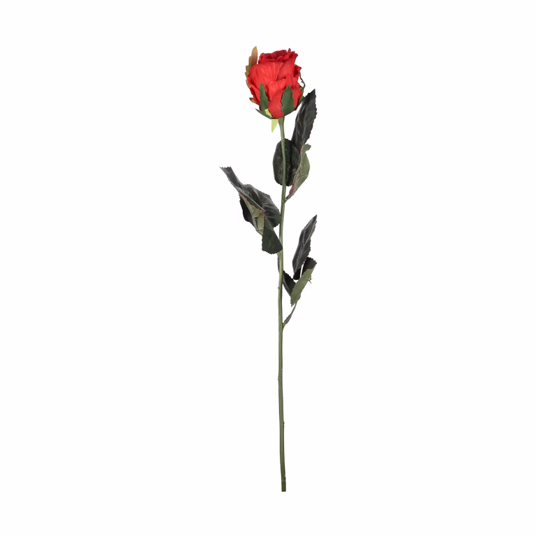 Rose cut flower H43 red