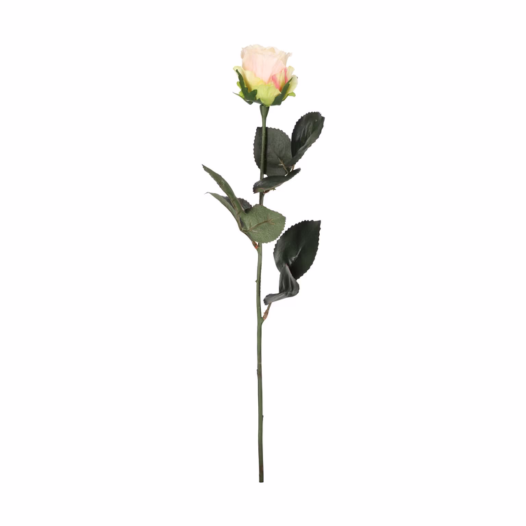 Rose cut flower H43 pink