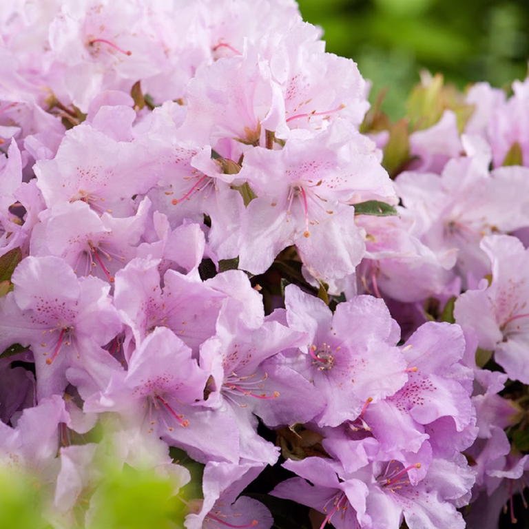 Rhododendron dwarf Robert Seleger' 17cm