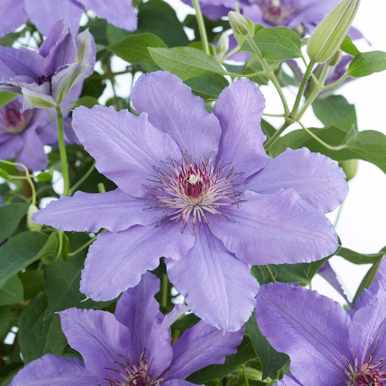 Clematis BOULEVARD® PARISIENNE™ rack 15cm
