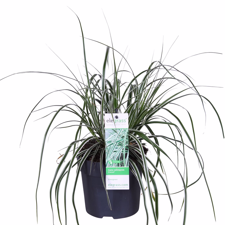 Carex 'Everest' 14 cm