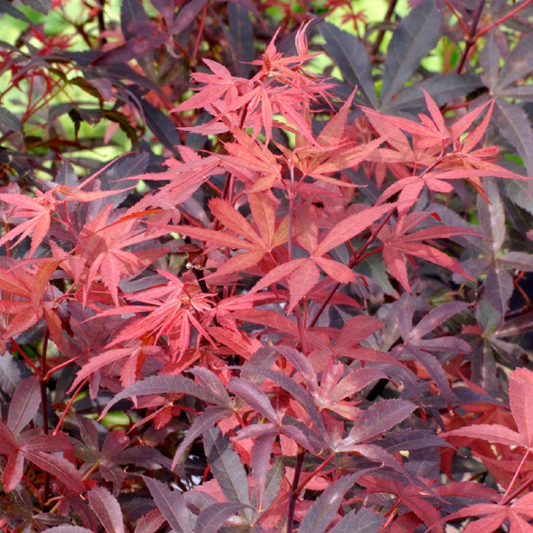 Acer palm. 'Skeeter's Broom' 100-125cm 35cm