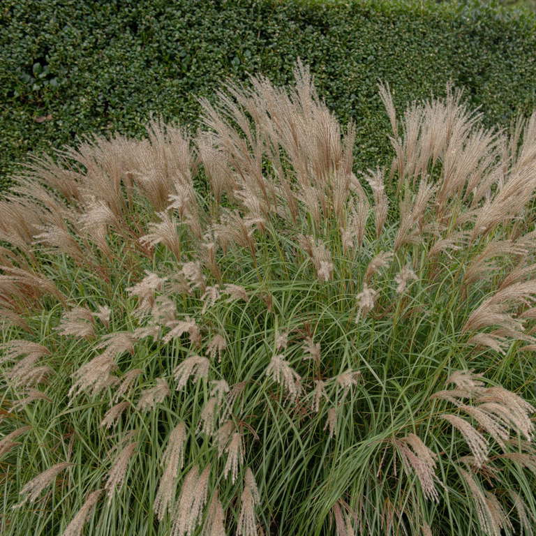 Miscanthus sinensis 'Adagio' 29cm