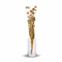 Scabiosa