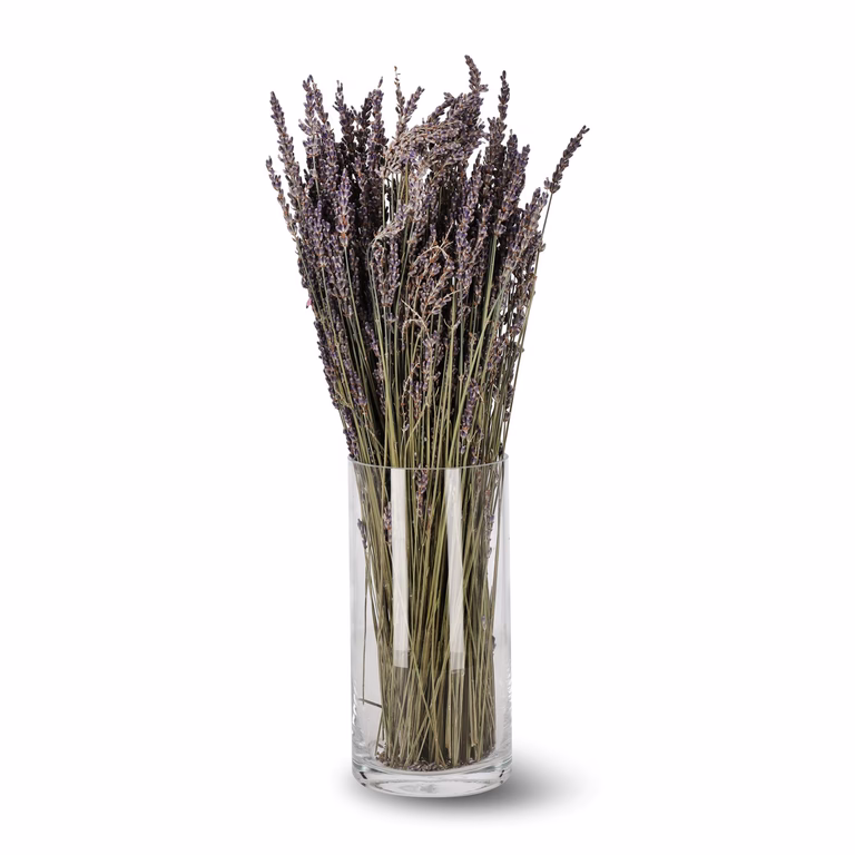 Lavendel Super Blue