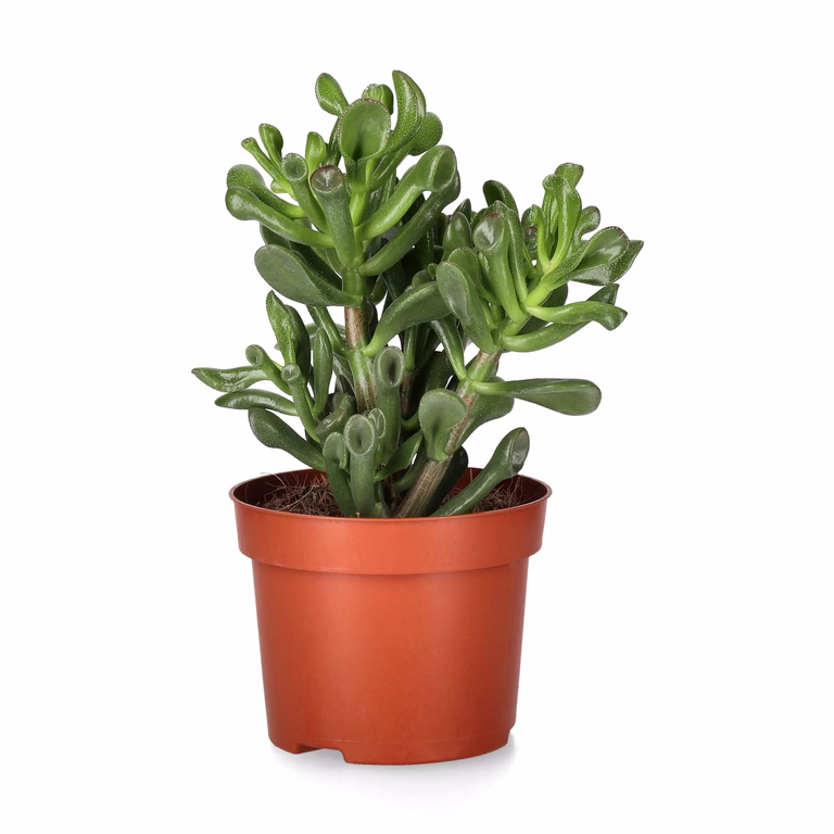Crassula trompet sukkulentplante