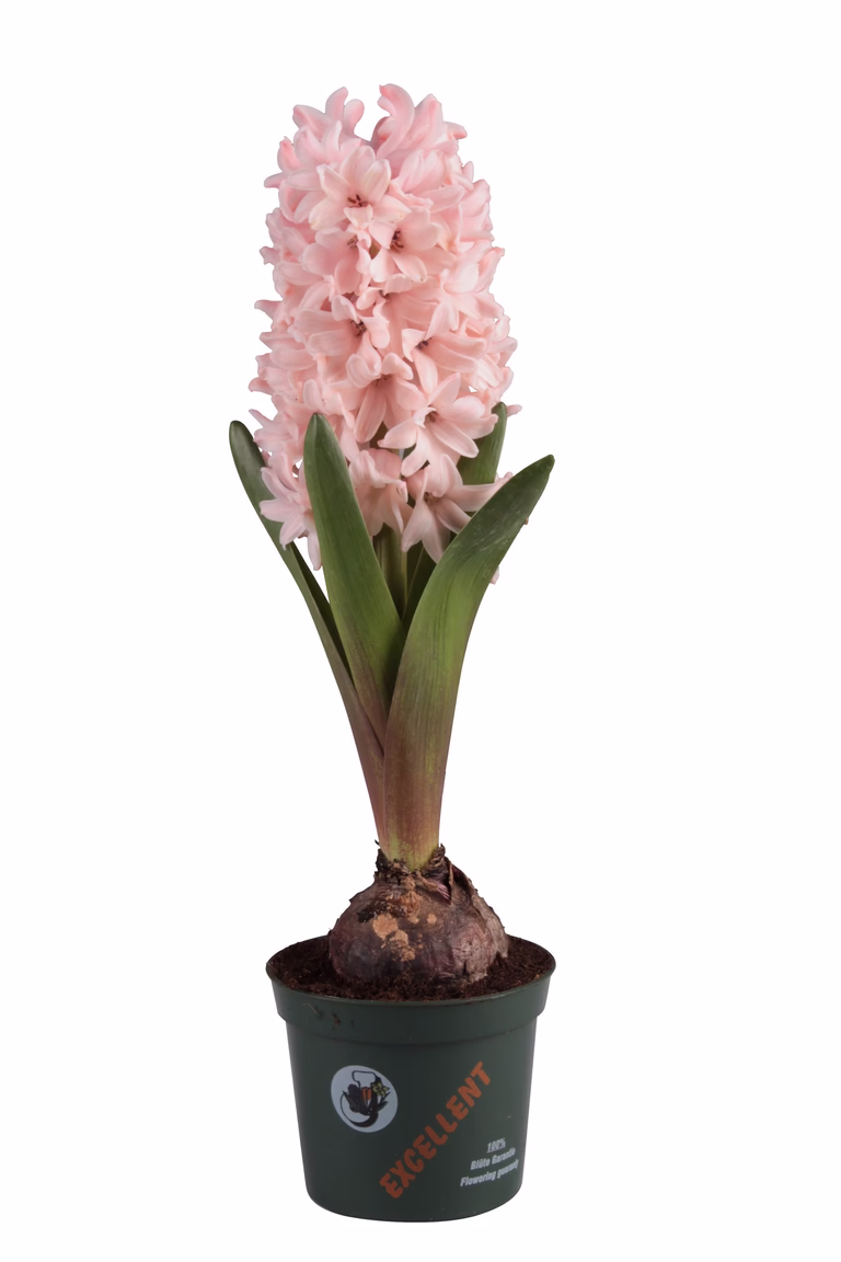 Svibel 'Apricot Passion'
