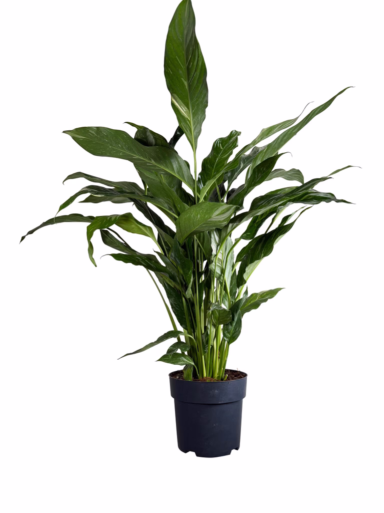 Spathiphyllum 'Diamond'
