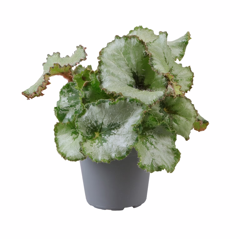 Rexbegonia mini mix
