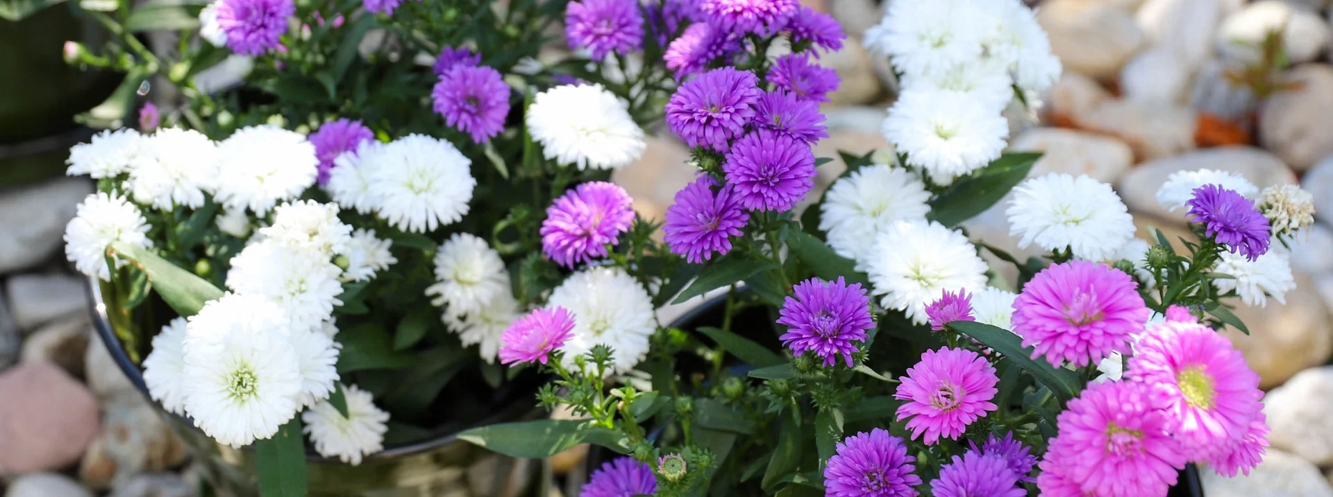 Sommerfavoritten Aster