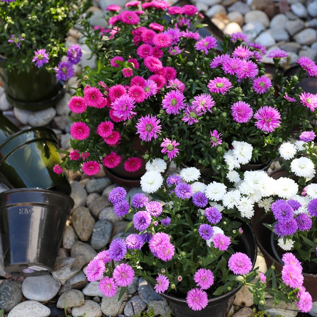 Sommerfavoritten Aster