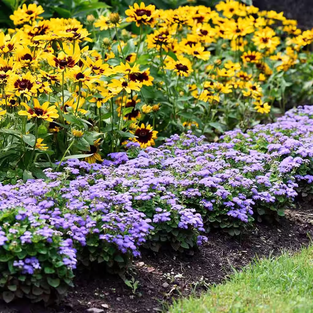 Plant borders - elevate your garden to a new level