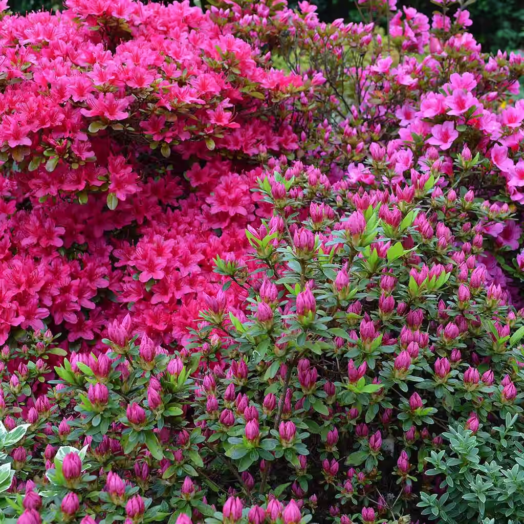 Acidic soil plants – how to create an acidic soil bed